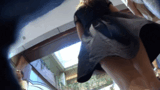 [Hentai GIF] uniform JK skirt can flip through in the wind like nipple slip GIF images